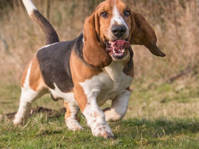 Exquisite Basset Hound At Stud