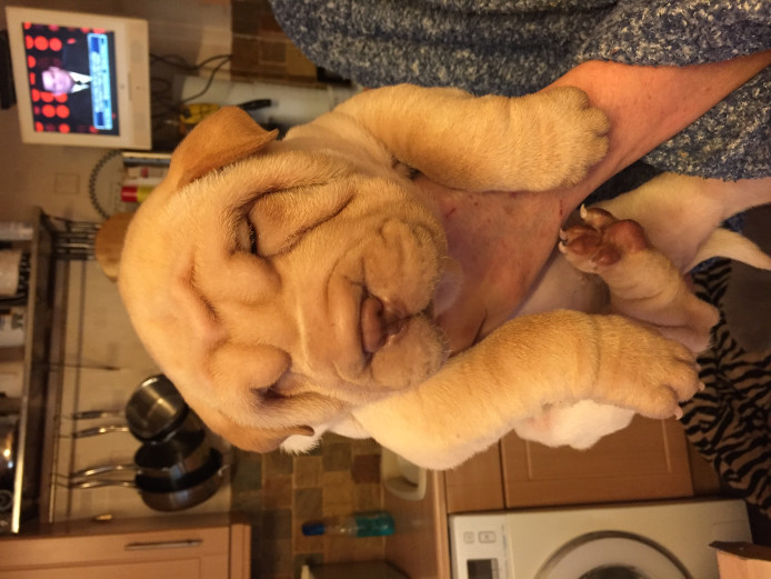 Quality Shar Pei Pups