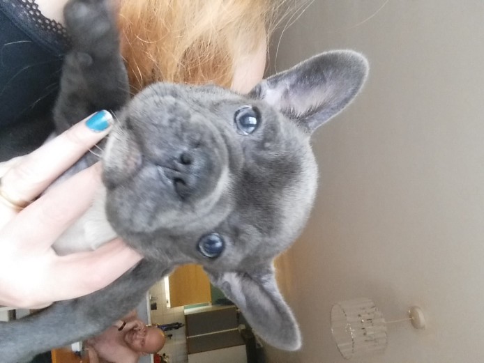 beautiful blue french bulldog pups full kc