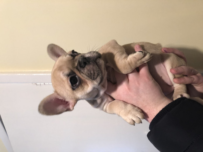 French bulldog pups