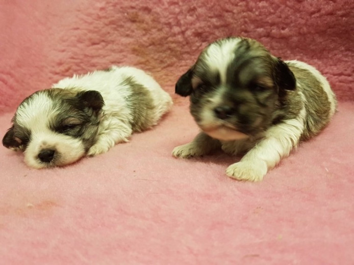 Lovely Malshi pups for sale