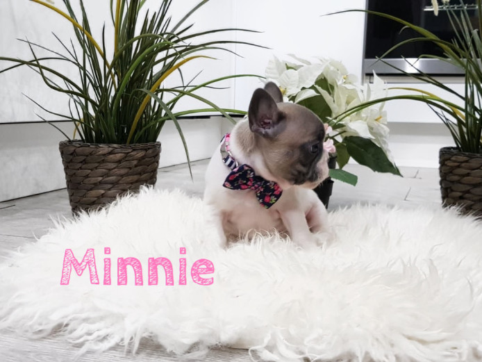 Adorable French bull dog Puppies for sale - 2left