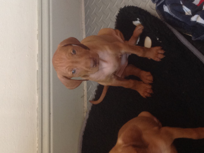 Hungarian Vizla puppies