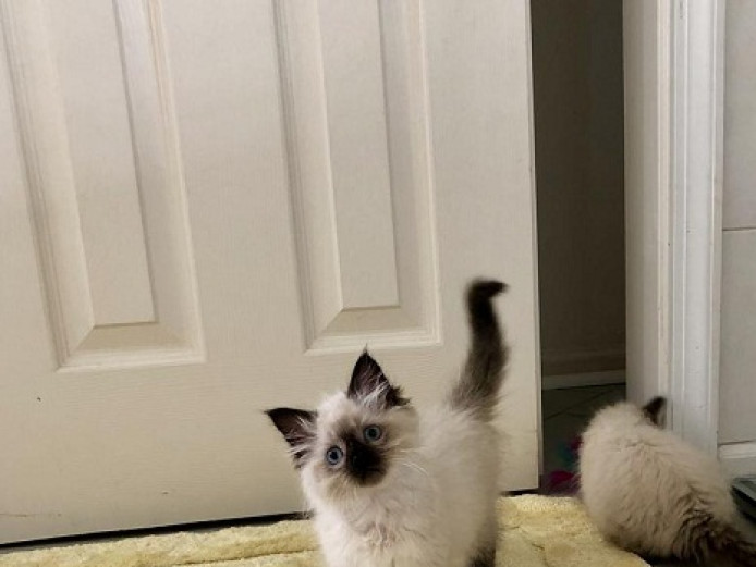 blue eyes ragdoll kittens available, seal point