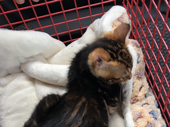Female marble pedigree bengal kitten 