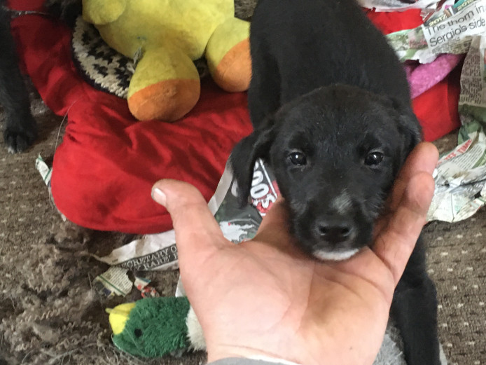 Top class lurcher pups working bloodline 