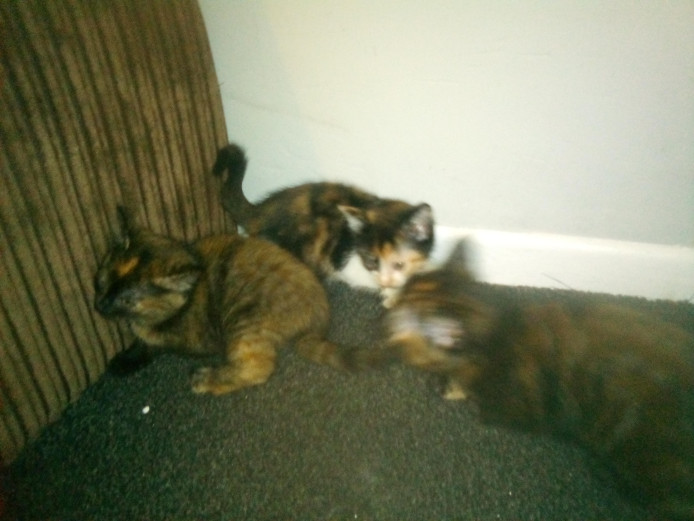 Kittens for sale