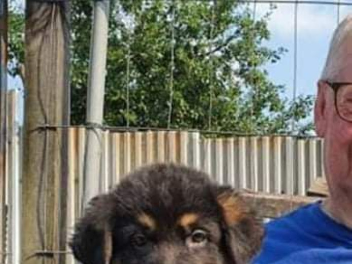 Lovely German Shepherd Puppies