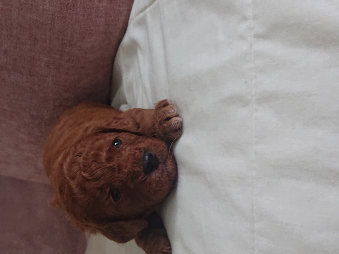 Adorable Cavapoochon puppies for sale 