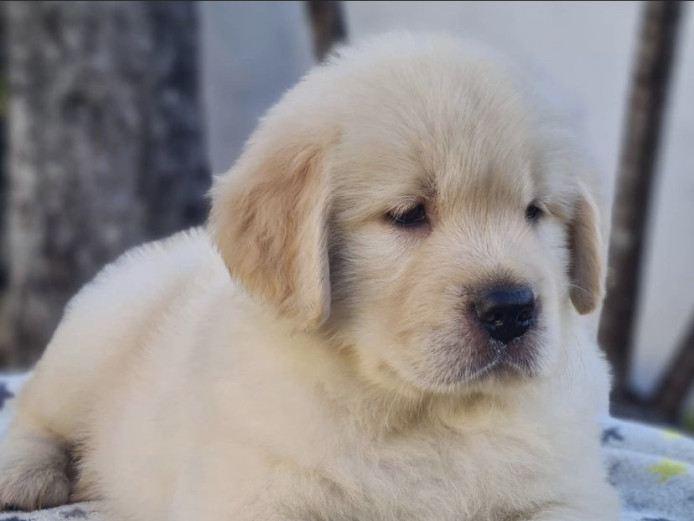 Golden retriever puppies for sale