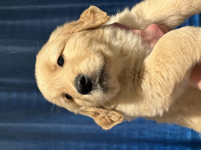 Maverick, The Adorable Golden