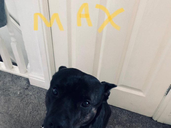 Beautiful 3 year old staffy for sale asap