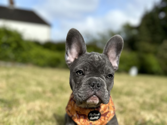 2 French Bulldog Girls {Blue/Grey + Brindle}