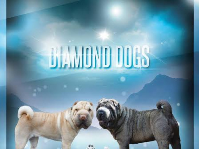 Shar Pei pups due from KC Assured Breeder