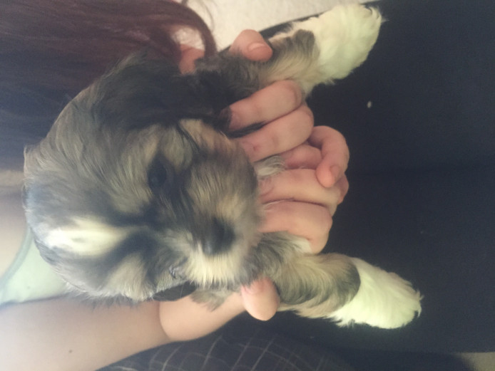 Chihuahua/Pomerianian x Shitzu Puppies