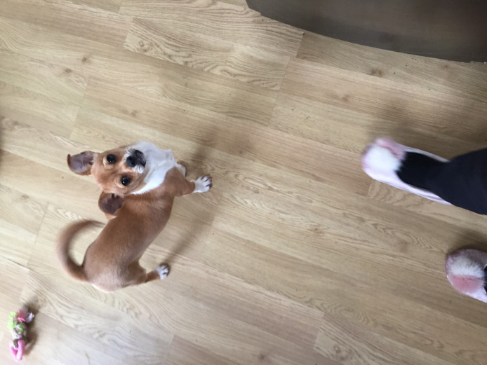 Chug puppy 18 weeks old