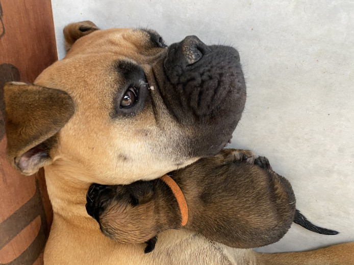 Rare KC Reg Pedigree Bullmastiff Pups