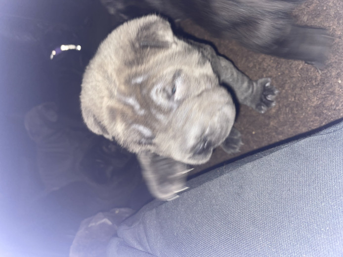 Shar pei puppies 