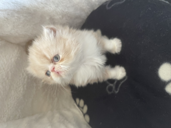 GCCF registered Persian kittens 