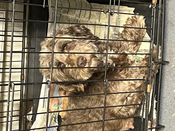 Cockapoo puppies