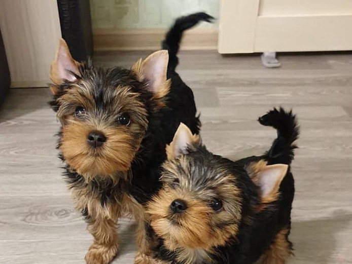 Yorkshire Terrier Puppies