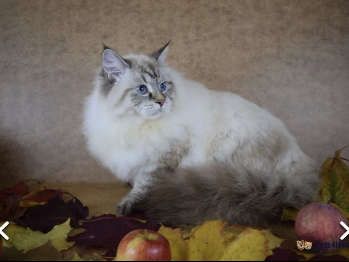 Hypoallergenic pure  Siberian adult male cat