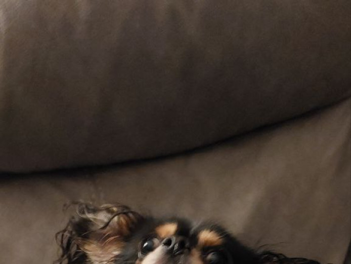 Looking for his forever home 