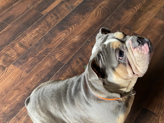 Blue tri mini English bulldog 
