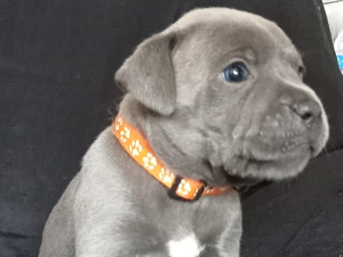 Chunky Blue Staff Puppies