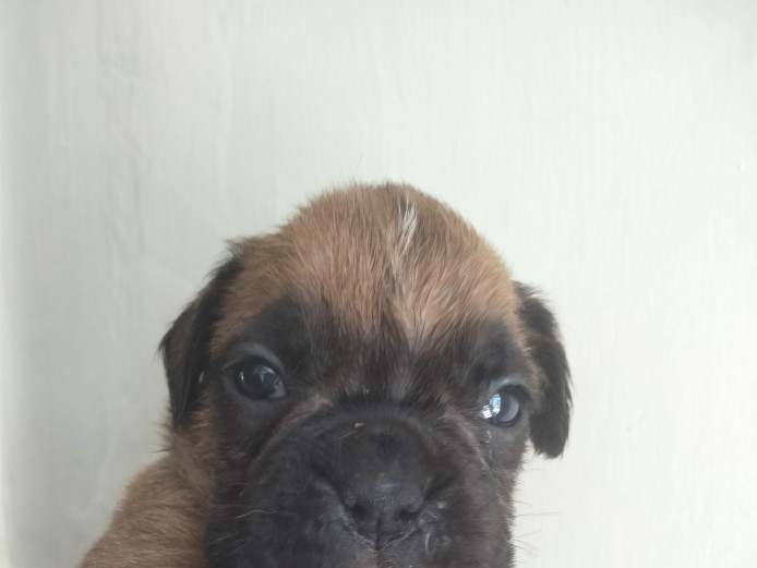Boxer KC registered red male show or