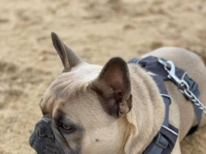 Super sweet and beautiful boy in need of a home