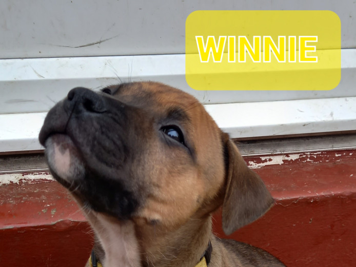 STAFFORDSHIRE BULL TERRIER PUPPIES AVAILABLE 3 BOYS AND 1 GIRL