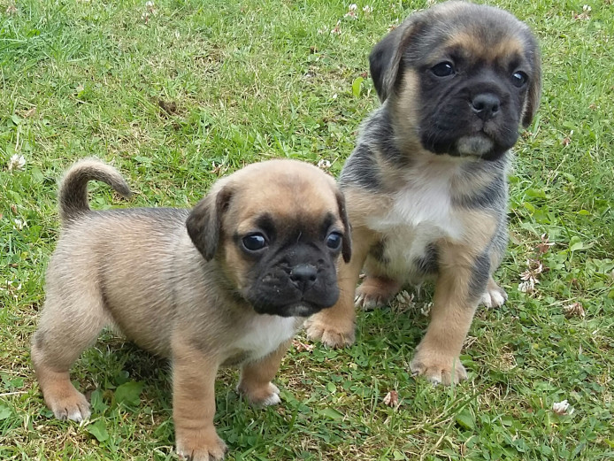 Puggle puppies