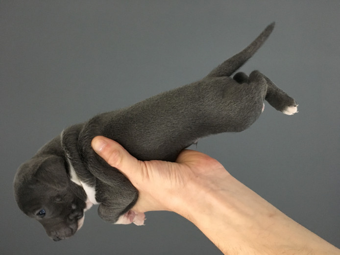 Blue staff puppys kc reg show quality 