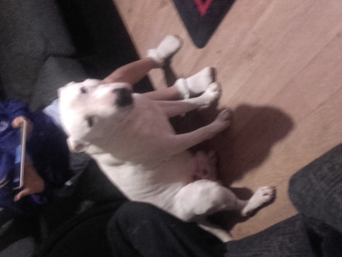 Male traditional bullterrier