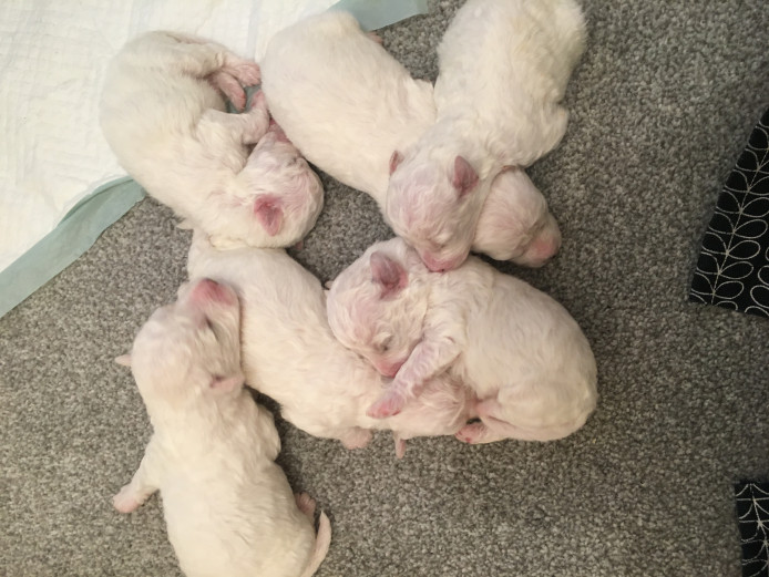 Bichon frise puppies 