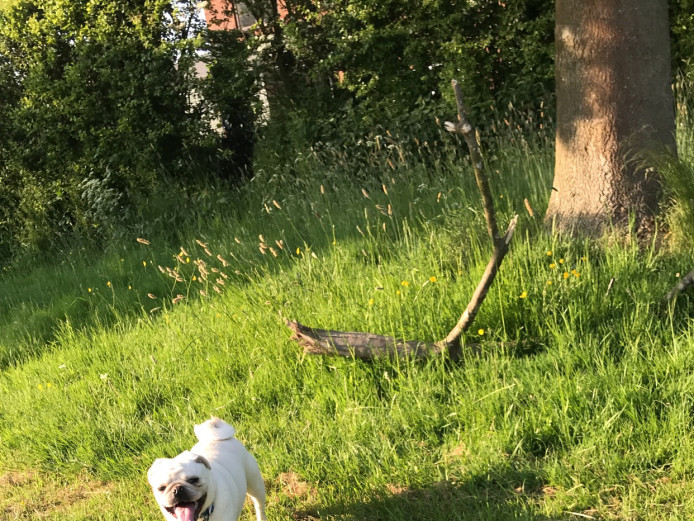 Pug puppy for sale 