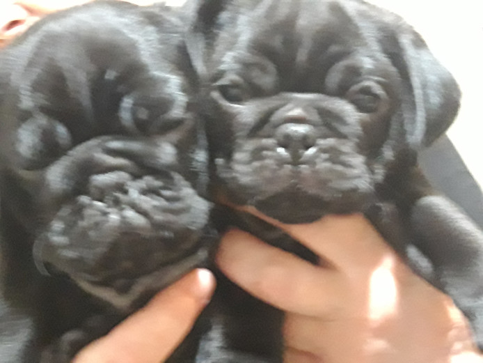Pug puppies