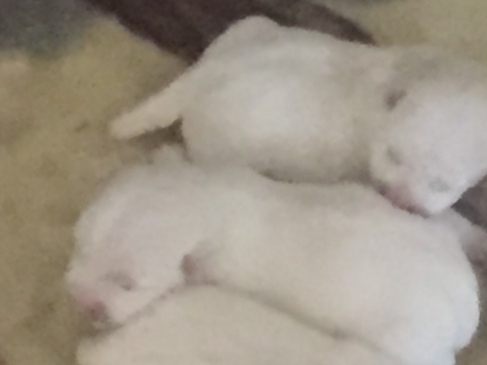 Westie puppies adorable boys and girls 