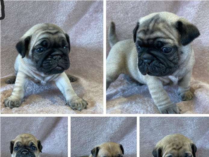 Pug x bulldog puppies for sale 