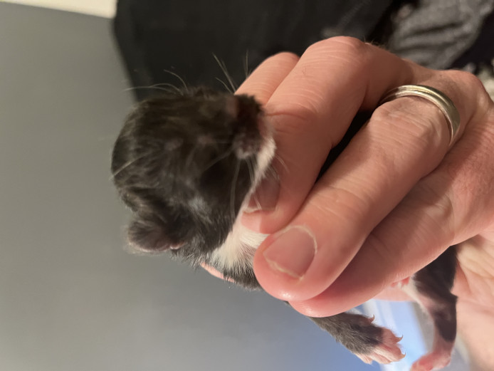 Kittens for Sale
