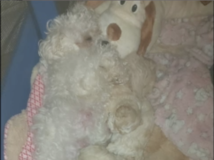 POOCHON PUPPIES (3 girls & 1 boy) - 8WEEKS OLD on April 21st