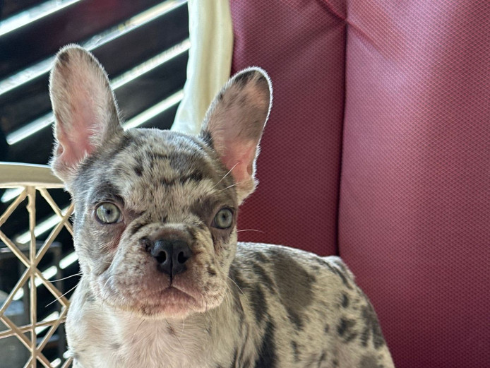 french bulldog 