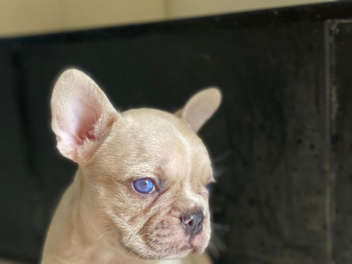 french bulldog