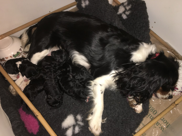 Beautiful cavapoo puppies 