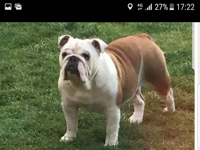 English bulldog female 10 weeks old