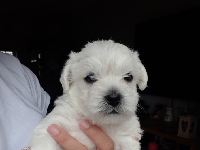 Stunning Westie/Maltese pups