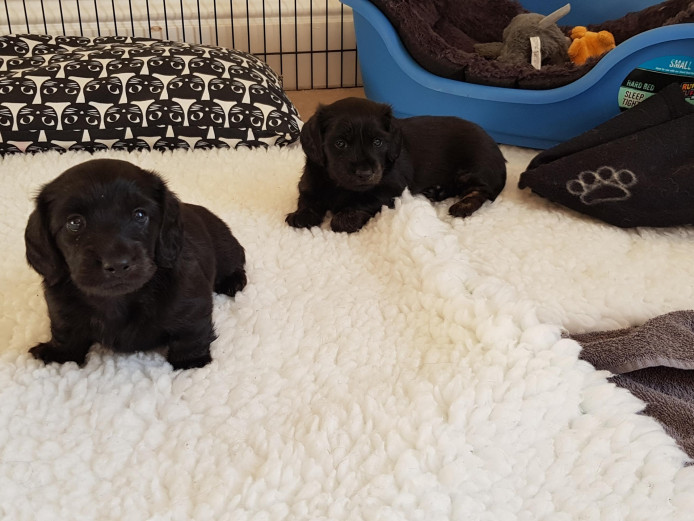 Longhaired miniature dachshund