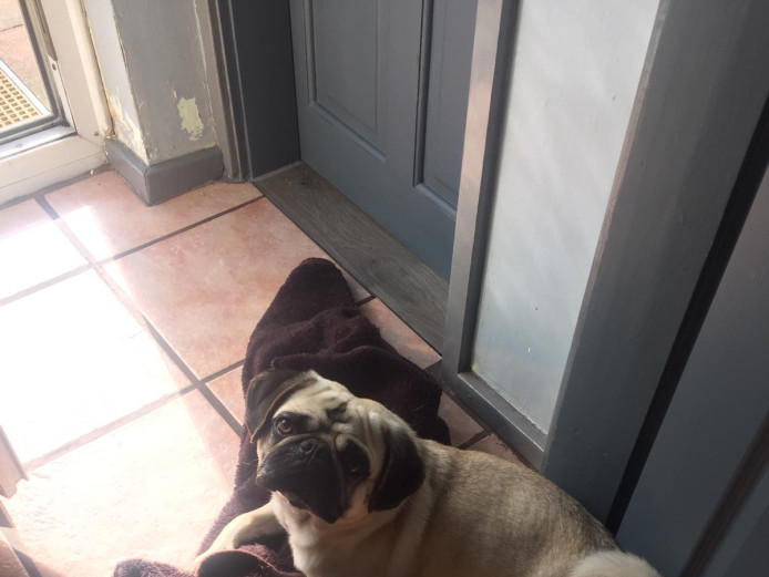 Gorgeous chunky male pug for sale 