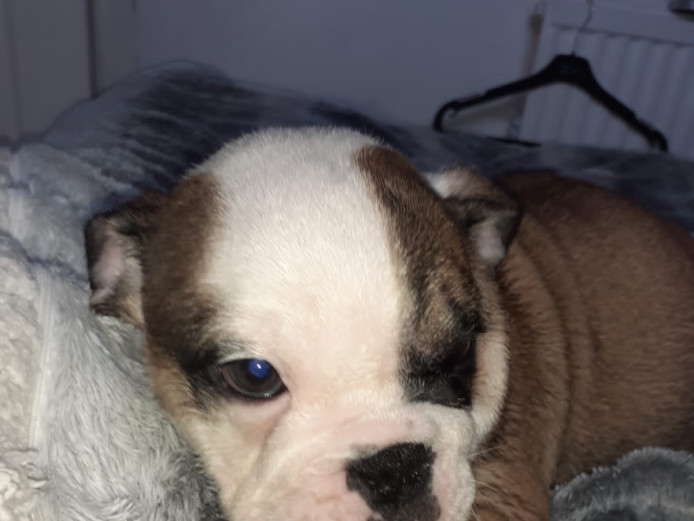 1little boy left chocolate tri 